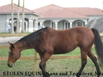 STOLEN EQUINE Nana and Tequilera, Near Miramar, FL, 33027